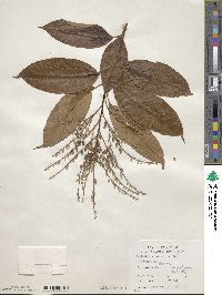 Oxydendrum arboreum image