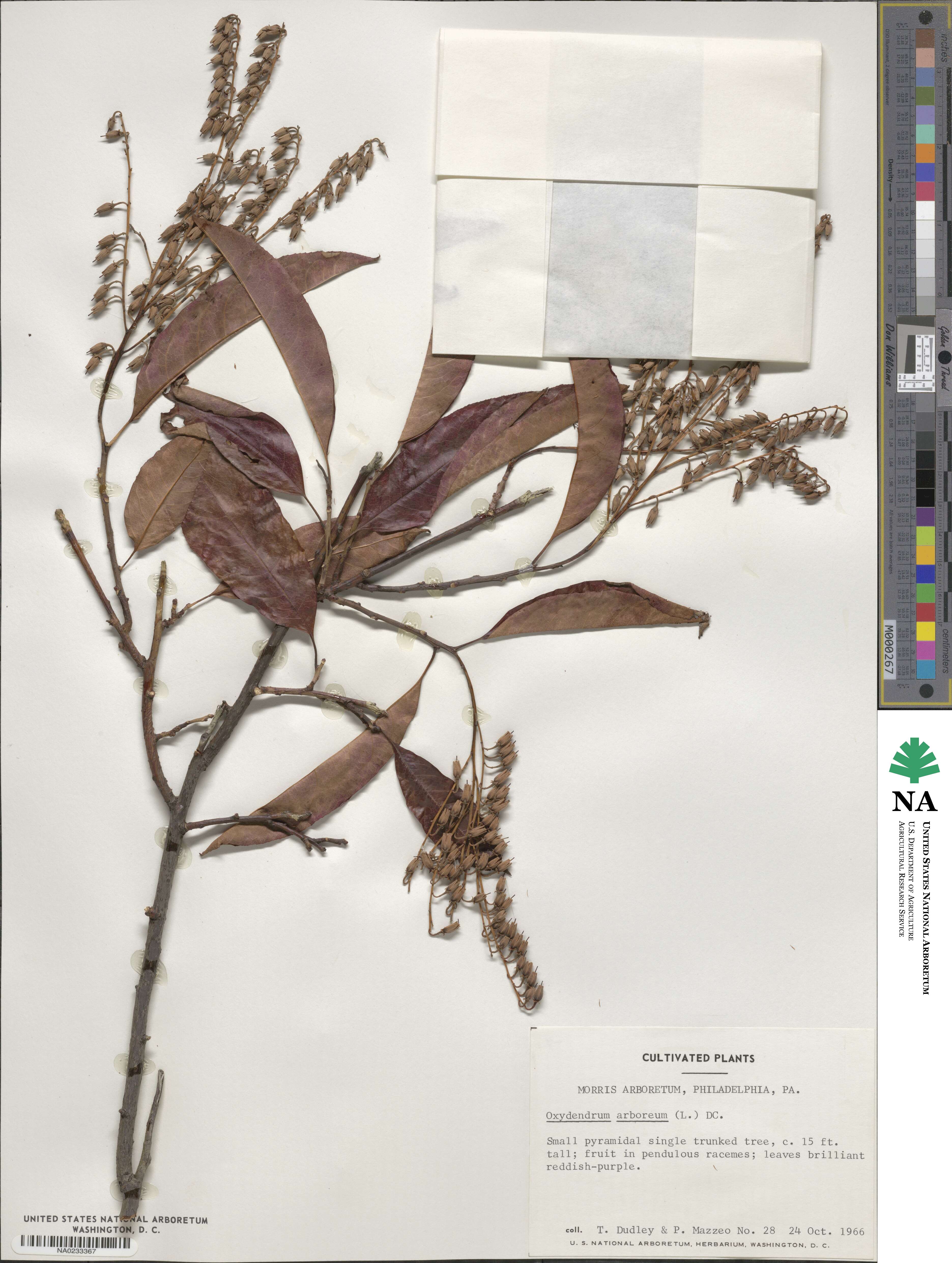 Oxydendrum arboreum image