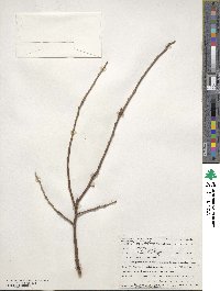 Oxydendrum arboreum image