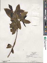 Oxydendrum arboreum image