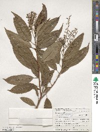 Oxydendrum arboreum image