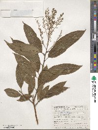 Oxydendrum arboreum image