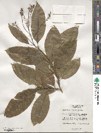 Oxydendrum arboreum image