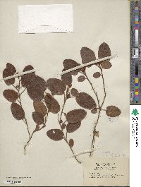 Epigaea repens image