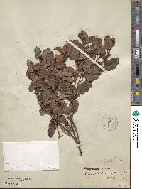 Epigaea repens image