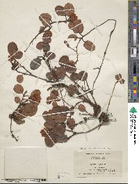 Epigaea repens image