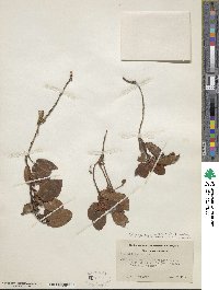 Epigaea repens image