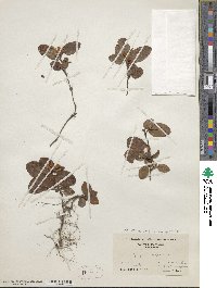 Epigaea repens image