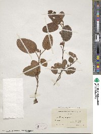 Epigaea repens image