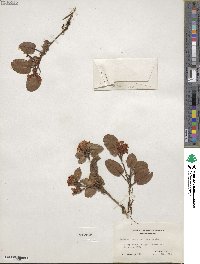 Epigaea repens image