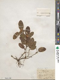 Epigaea repens image