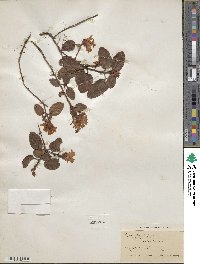 Epigaea repens image