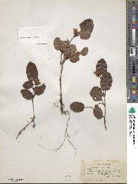 Epigaea repens image