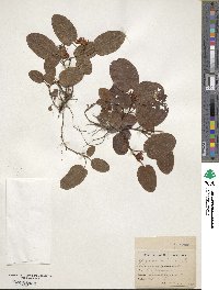 Epigaea repens image