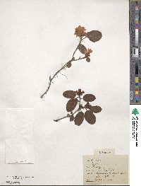 Epigaea repens image