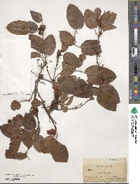 Epigaea repens image