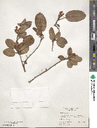 Epigaea repens image