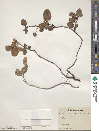 Epigaea repens image