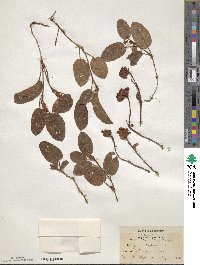 Epigaea repens image