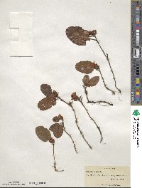 Epigaea repens image