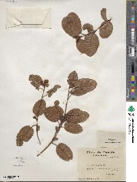 Epigaea repens image