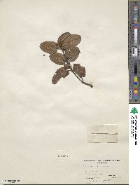 Epigaea repens image