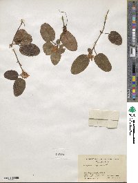 Epigaea repens image