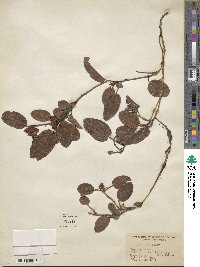 Epigaea repens image