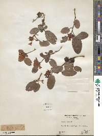 Epigaea repens image