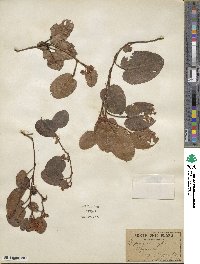 Epigaea repens image