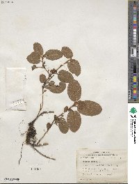 Epigaea repens image