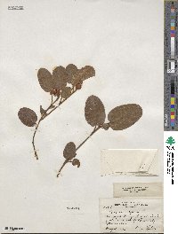 Epigaea repens image