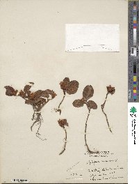 Epigaea repens image