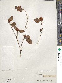 Epigaea repens image