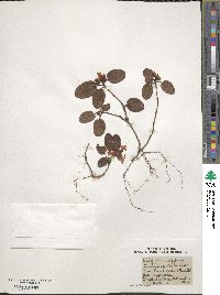 Epigaea repens image