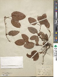 Epigaea repens image