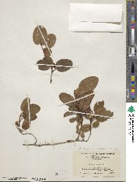 Epigaea repens image