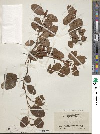 Epigaea repens image