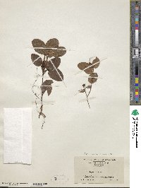 Epigaea repens image