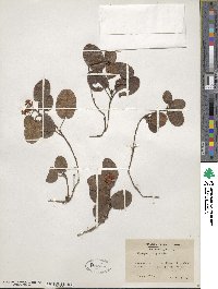 Epigaea repens image