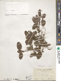 Epigaea repens image