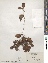 Epigaea repens image