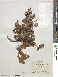 Epigaea repens image