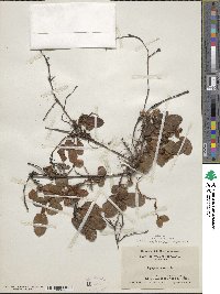 Epigaea repens image