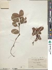 Epigaea repens image