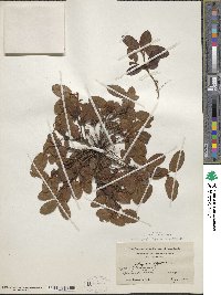 Epigaea repens image