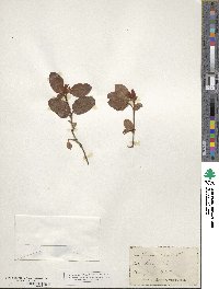 Epigaea repens image