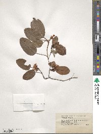 Epigaea repens image