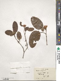 Epigaea repens image