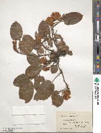 Epigaea repens image